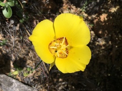Calochortus concolor