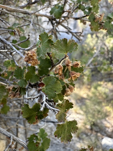 nevada ninebark (Physocarpus alternans)