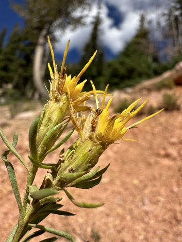 Image of Ericameria zionis by (c) Matt Berger, some rights reserved (CC BY)