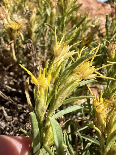 Cedar Breaks Goldenbush (Ericameria zionis)
