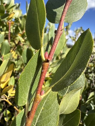 Image of Salix arizonica by (c) Matt Berger, some rights reserved (CC BY)