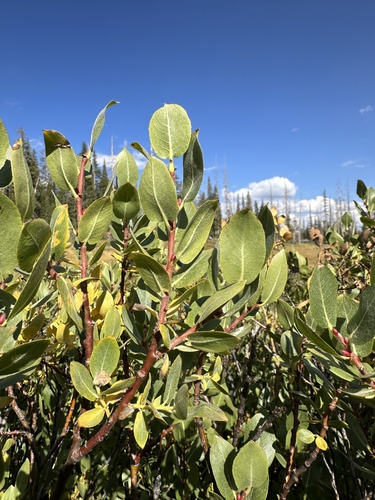 Image of Salix arizonica by (c) Matt Berger, some rights reserved (CC BY)