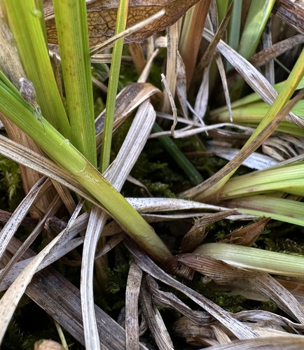 Image of Carex scirpoidea by (c) Matt Berger, some rights reserved (CC BY)