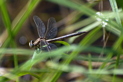 Phanogomphus lividus