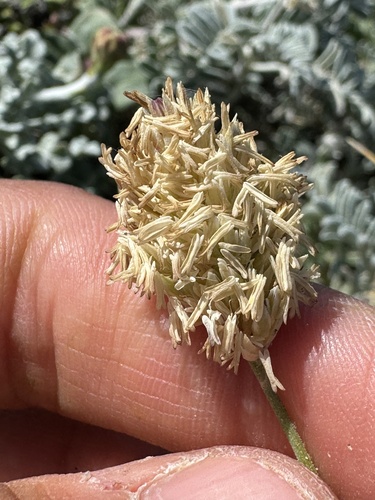 Image of Poa douglasii by (c) Cayman Lanzone, some rights reserved (CC BY)