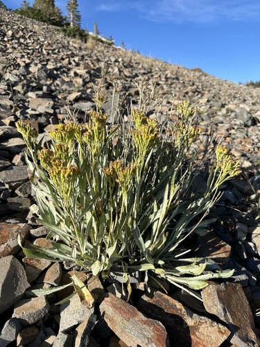 Image of Senecio atratus by (c) Matt Berger, some rights reserved (CC BY)