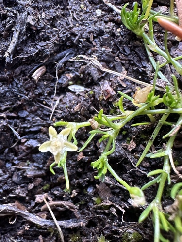 Sagina saginoides iNat (2)