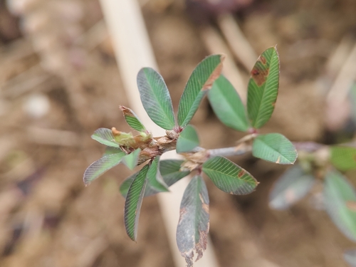 Japanese Clover