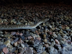 Arizona elegans elegans