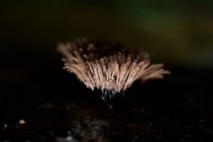 Stemonaria irregularis