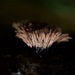 Stemonaria irregularis - Photo (c) Kevin Toomer,  זכויות יוצרים חלקיות (CC BY-NC), הועלה על ידי Kevin Toomer