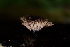 Stemonaria irregularis