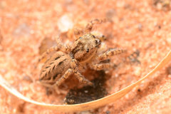 Pellenes limatus
