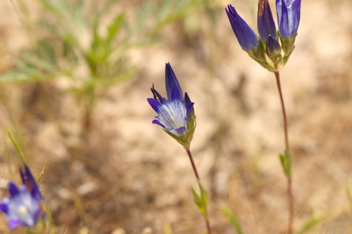 Gentiana olivieri, photograph 4