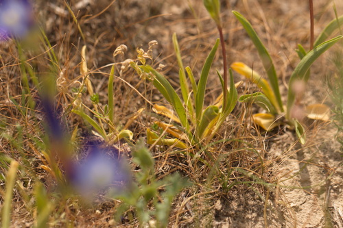 Gentiana olivieri, photograph 5