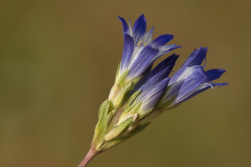 Gentiana olivieri, photograph 6