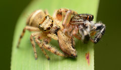Phidippus clarus