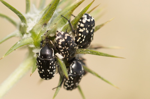 Middle Eastern Flower Scarab