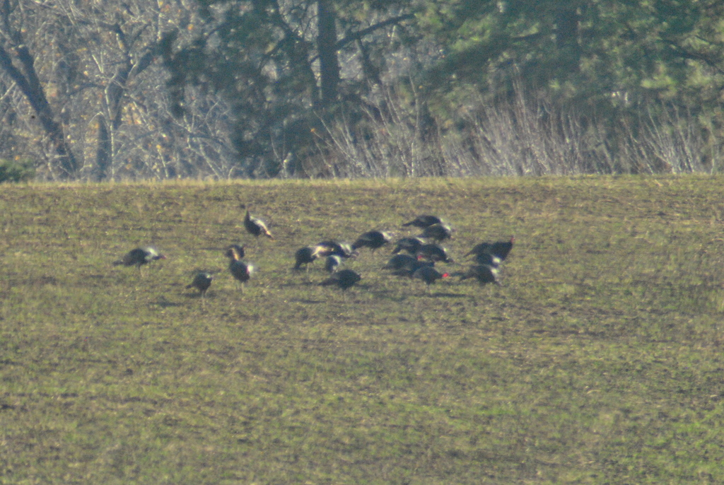 Wild Turkey from Walla Walla County, WA, USA on November 17, 2018 at 10 ...