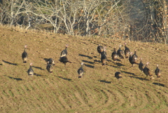 Meleagris gallopavo merriami