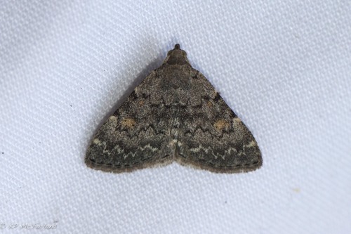 Idia aemula