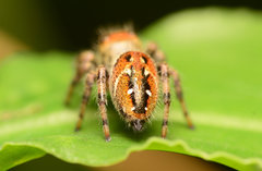 Phidippus clarus