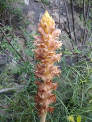 Orobanche alsatica