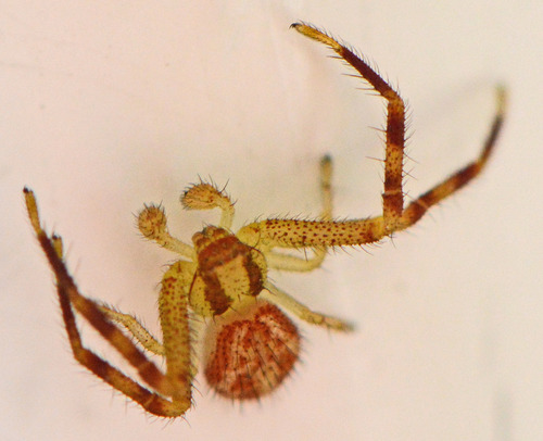 Northern Crab Spider