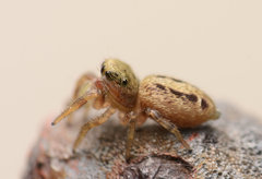 Pelegrina pervaga