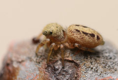 Pelegrina pervaga