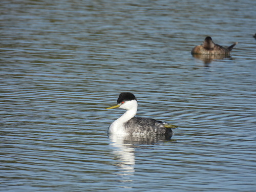 iNaturalist observation photo of Western Grebe