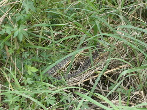 Coastal Carpet Python sighting