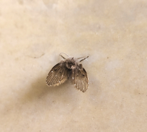 Bathroom Moth Fly