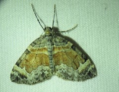 Dysstroma hersiliata