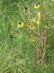 Rudbeckia amplexicaulis