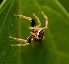 Zygoballus rufipes