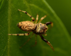 Zygoballus rufipes