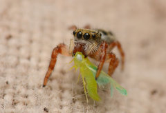 Phidippus princeps