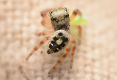 Phidippus princeps