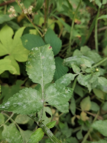Neoerysiphe maquii