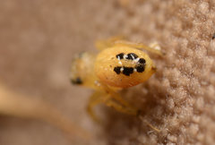 Phidippus cardinalis