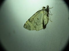 Dysstroma hersiliata