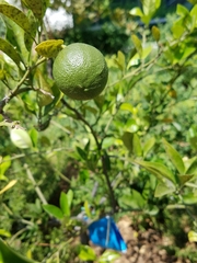 Citrus × aurantiifolia