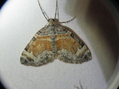 Dysstroma hersiliata