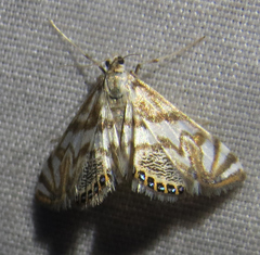 Neocataclysta magnificalis
