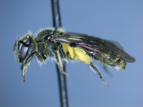 Small green mining bee