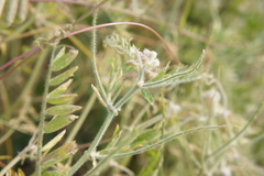 Vicia villosa villosa