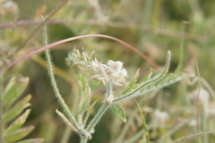 Vicia villosa villosa