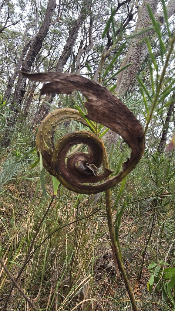 Acacia linifolia - Inner West indigenous plant