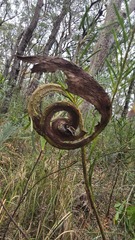 Flax Wattle (Acacia linifolia)
